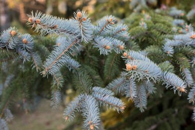 Çam ağacından (Pinaceae) bir kozalaklı çalı dalının (Pinus mugo Turra) uygun bir biçimi, kozalaklı ağaç (ya da çalı çalısı) türüne aittir. Orta ve Güney Avrupa 'nın dağlık kesimlerindeki olaylar