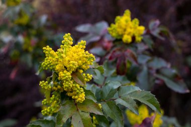 Amerikan çobanpüskülü, Noel çobanpüskülü (Ilex aquifolium L.) dalının baharda sarı renkte açtığı yakın plan. Noel 'de evleri ve daireleri süslemek için kullanılan süs bitkisi..