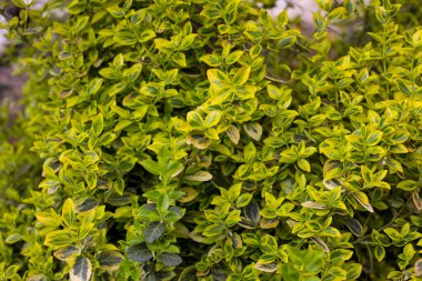 Çalı üzerinde renkli boxwood (buxus microphylla) yakın plan beyaz-yeşil yapraklar