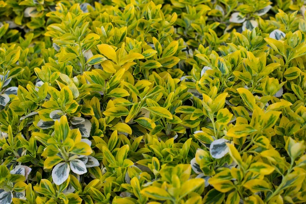 Gros Plan Buis Coloré Buxus Microphylla Sur Buisson Feuilles Blanc — Photo