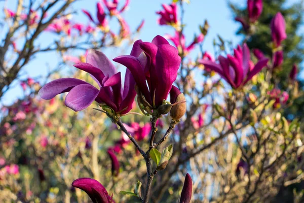 Fiori Magnolia Rosa Primaverili Magnolia Virginiana Ramo Albero — Foto Stock