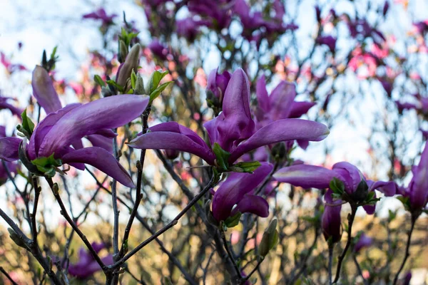 Różowe Wiosenne Kwiaty Magnolii Magnolia Virginiana Gałęzi Drzewa — Zdjęcie stockowe