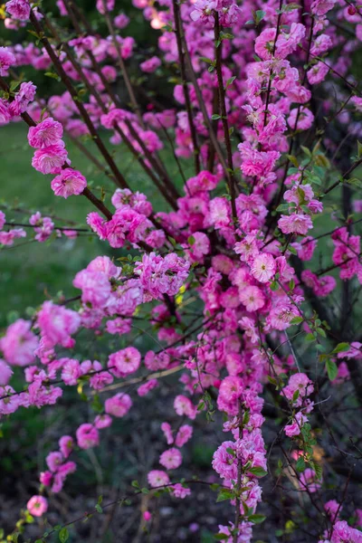 Zbliżenie Różowego Migdałowego Trójpłatkowego Migdałka Piszczelowego Prunus Triloba Lindl Kwitnąca — Zdjęcie stockowe