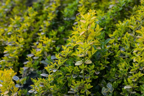 Çalı üzerinde renkli boxwood (buxus microphylla) yakın plan beyaz-yeşil yapraklar