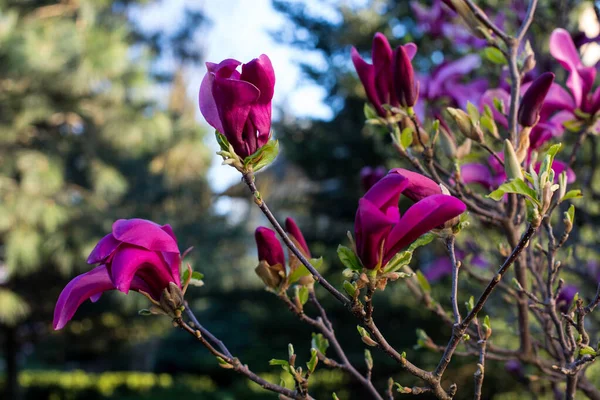 pink spring magnolia flowers ( Magnolia virginiana) on a tree branch