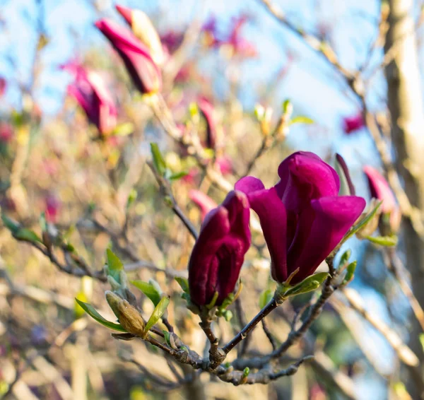 Ροζ Άνθη Μανόλιας Της Άνοιξης Magnolia Virginiana Κλαδί Δέντρου — Φωτογραφία Αρχείου