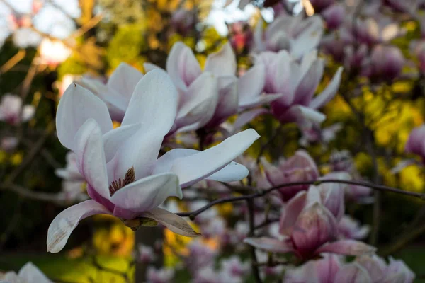 pink spring magnolia flowers ( Magnolia virginiana) on a tree branch