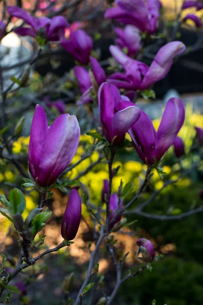 Rosa Vårmagnolia Blommor Magnolia Virginiana Trädgren — Stockfoto