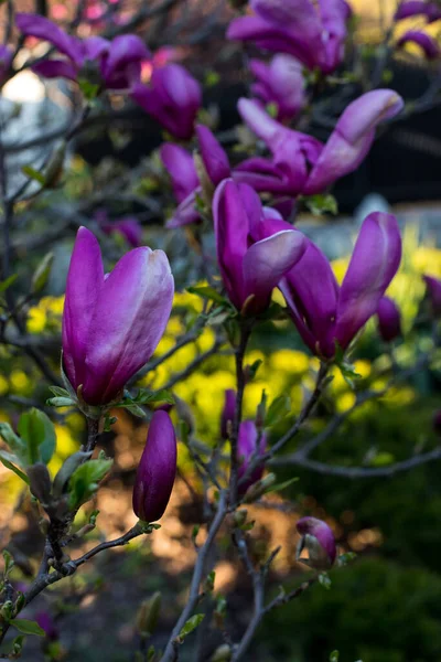 Różowe Wiosenne Kwiaty Magnolii Magnolia Virginiana Gałęzi Drzewa — Zdjęcie stockowe