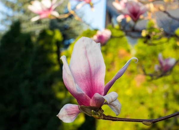 Ροζ Άνθη Μανόλιας Της Άνοιξης Magnolia Virginiana Κλαδί Δέντρου — Φωτογραφία Αρχείου