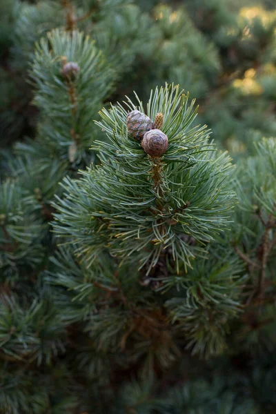 Detailní Záběr Větve Jehličnatého Keře Borovice Vlastní Sekání Pinus Mugo — Stock fotografie
