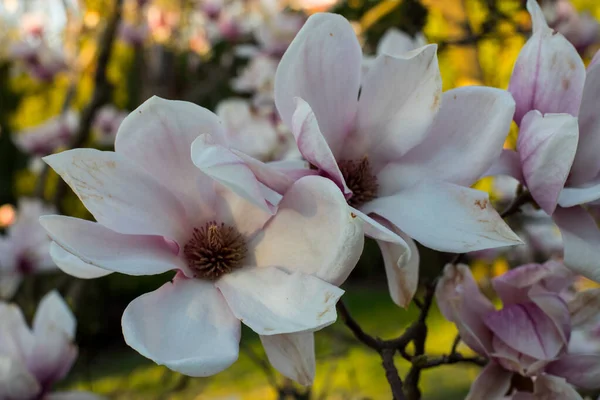 Ροζ Άνθη Μανόλιας Της Άνοιξης Magnolia Virginiana Κλαδί Δέντρου — Φωτογραφία Αρχείου