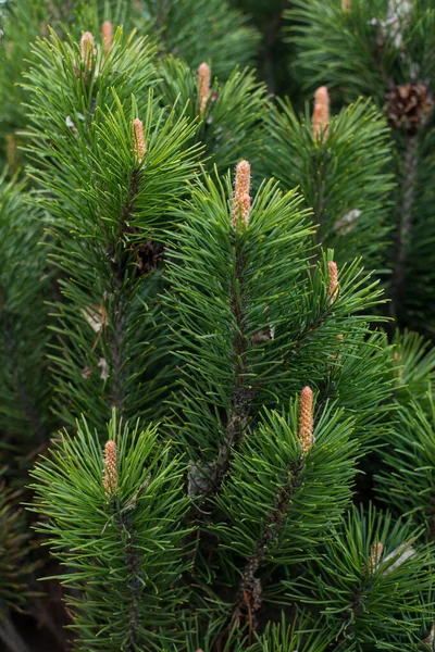 Detailní Záběr Větve Jehličnatého Keře Borovice Vlastní Sekání Pinus Mugo — Stock fotografie