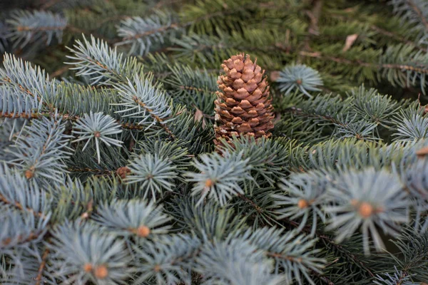 Gros Plan Une Branche Arbustes Conifères Pin Montagne Fauchage Correct — Photo