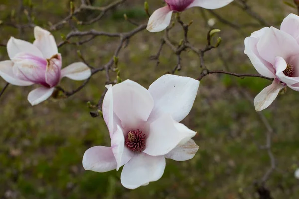 Ροζ Άνθη Μανόλιας Της Άνοιξης Magnolia Virginiana Κλαδί Δέντρου — Φωτογραφία Αρχείου