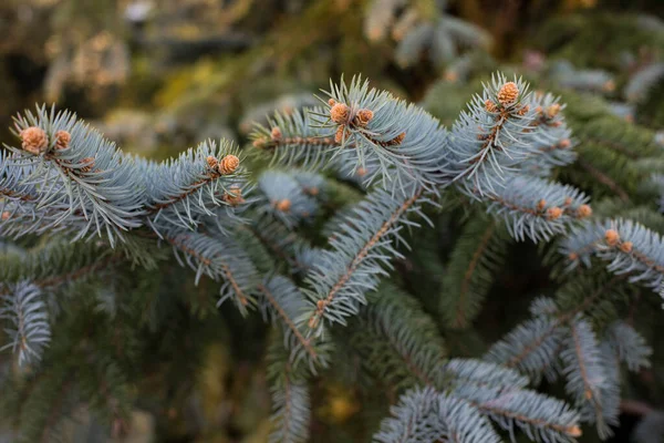 Gros Plan Une Branche Arbustes Conifères Pin Montagne Fauchage Correct — Photo