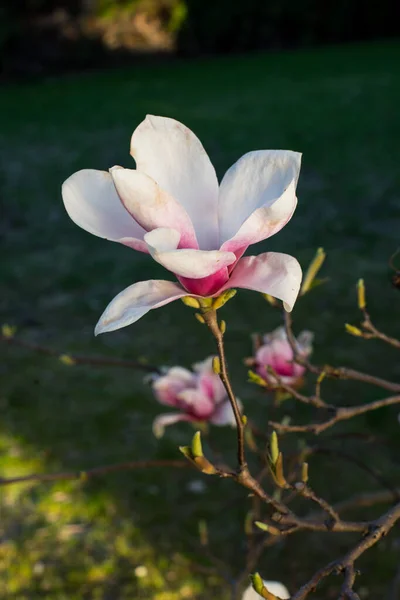 Różowe Wiosenne Kwiaty Magnolii Magnolia Virginiana Gałęzi Drzewa — Zdjęcie stockowe