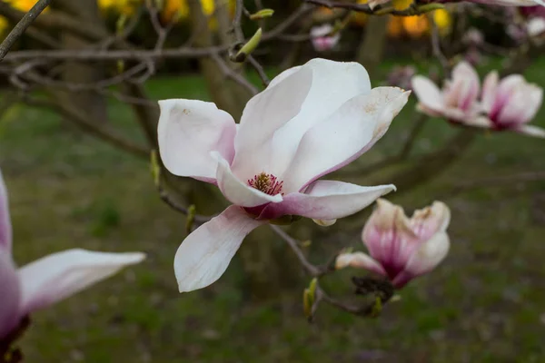 Różowe Wiosenne Kwiaty Magnolii Magnolia Virginiana Gałęzi Drzewa — Zdjęcie stockowe