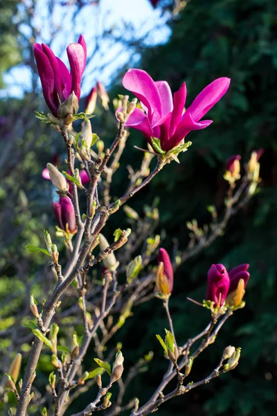 Ροζ Άνθη Μανόλιας Της Άνοιξης Magnolia Virginiana Κλαδί Δέντρου — Φωτογραφία Αρχείου