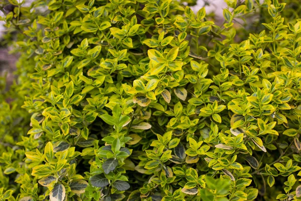 Gros Plan Buis Coloré Buxus Microphylla Sur Buisson Feuilles Blanc — Photo