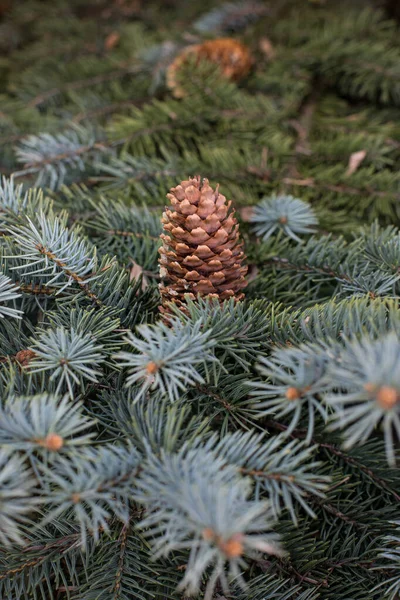 Közeli Kép Egy Tűlevelű Bokor Hegyi Fenyő Megfelelő Kaszálás Pinus — Stock Fotó