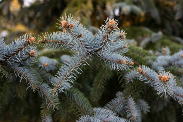 Närbild Gren Barrbusk Bergtall Ordentlig Klippning Pinus Mugo Turra Art Stockfoto