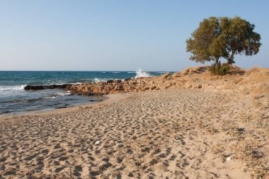 Yunanistan 'da yapayalnız ağaçların manzarası