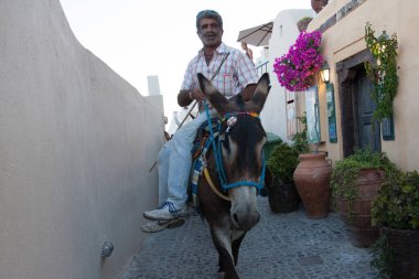 Santorini Adası, Yunanistan - 10 Temmuz 2012: Santorini 'nin dar sokaklarında eşek turu