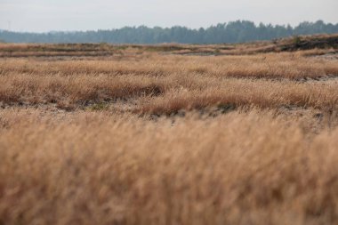Bledow Desert (Pustynia Bledowska), Polonya 'nın düşük Voyvoda bölgesindeki Silesia Dağları' nda yer alan bir bölge. Orta Avrupa 'nın herhangi bir denizden uzak bir bölgede bulunan en büyük kum birikintisi.
