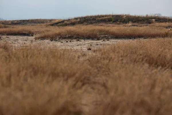 Bledow Desert (Pustynia Bledowska), Polonya 'nın düşük Voyvoda bölgesindeki Silesia Dağları' nda yer alan bir bölge. Orta Avrupa 'nın herhangi bir denizden uzak bir bölgede bulunan en büyük kum birikintisi.