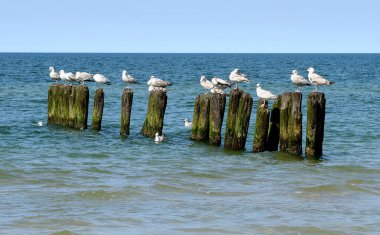 Denizde tahta dalga kırıcılar, Baltık Denizi, Polonya