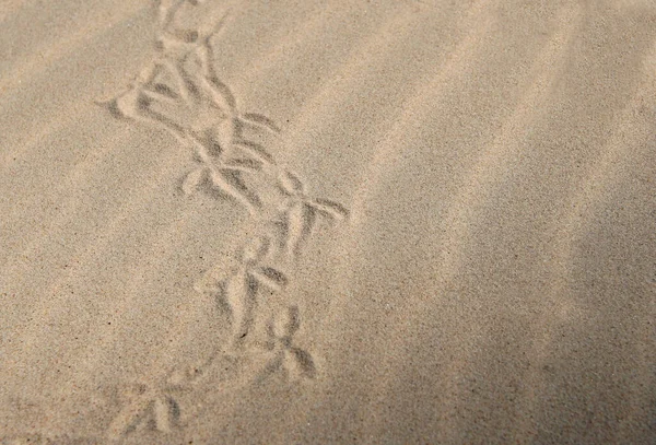 Αμμώδης Παραλία Καταπράσινους Αμμόλοφους Καλοκαιρινό Τοπίο Στη Βαλτική Θάλασσα Πολωνία — Φωτογραφία Αρχείου