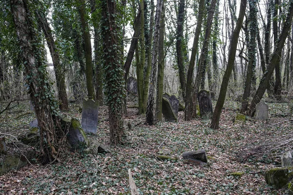 Czestochowa Poland March 2019 Kirkut Jewish Cemetery Czestochowa 4500 Graves — Stock Photo, Image