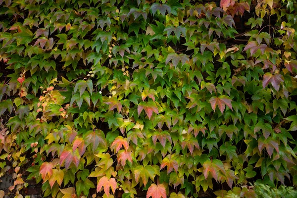 Close Colorful Autumn Three Leaf Creeper Parthenocissus Tricuspidata — Stock Photo, Image