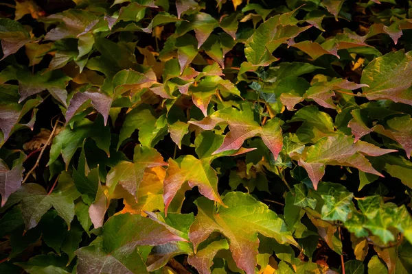 Close Colorful Autumn Three Leaf Creeper Parthenocissus Tricuspidata — Stock Photo, Image