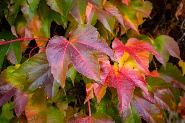 Close Colorful Autumn Three Leaf Creeper Parthenocissus Tricuspidata — Stock Photo, Image