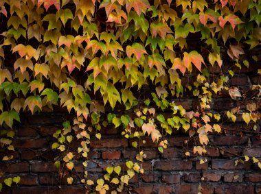 Tuğla bir duvara renkli sonbahar üç yapraklı sarmaşık (Partenocissus triküpidata) yakın plan