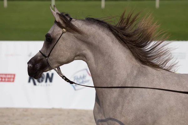 Varsovie Pologne Août 2018 40E Salon National Des Chevaux Arabes — Photo