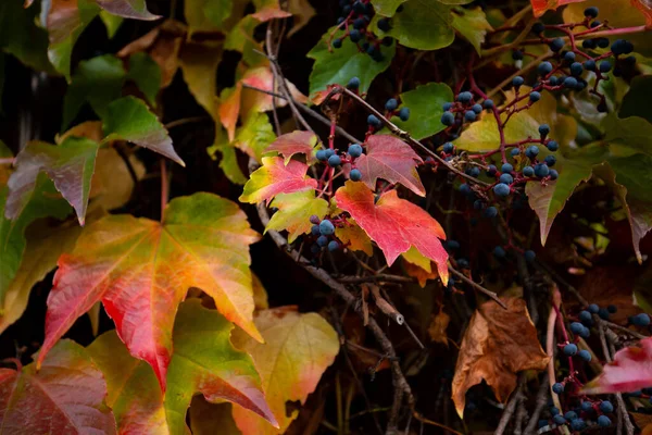 Close Colorful Autumn Three Leaf Creeper Parthenocissus Tricuspidata — Stock Photo, Image