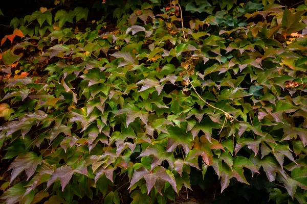 Nahaufnahme Der Farbenfrohen Herbst Dreiblatt Schlingpflanze Parthenocissus Tricuspidata — Stockfoto