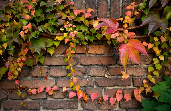 Close Colorful Autumn Three Leaf Creeper Parthenocissus Tricuspidata Brick Wall — Stock Photo, Image