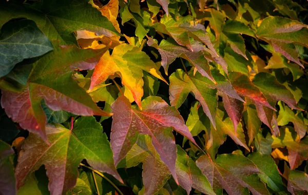 Close Colorful Autumn Three Leaf Creeper Parthenocissus Tricuspidata — Stock Photo, Image