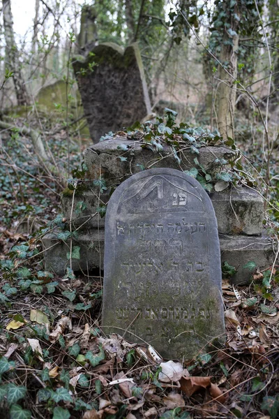 Tschenstochau Polen März 2019 Kirkut Jüdischer Friedhof Tschenstochau Mit Über — Stockfoto