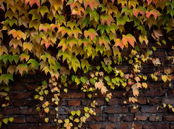 Close Colorful Autumn Three Leaf Creeper Parthenocissus Tricuspidata Brick Wall — Stock Photo, Image