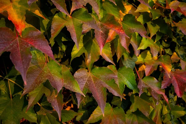 Close Colorful Autumn Three Leaf Creeper Parthenocissus Tricuspidata — Stock Photo, Image