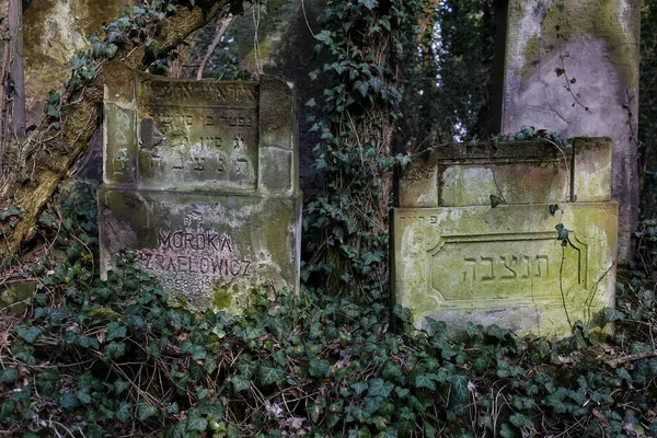 Czestochowa Poland March 2019 Kirkut Jewish Cemetery Czestochowa 4500 Graves — Stock Photo, Image