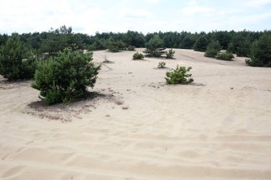 Siedlce Çölü, Krakow-Czestochowa Tepesi yakınlarındaki Siedlec köyü. Motor sporu severler için turistik ilgi ve ilgi alanı