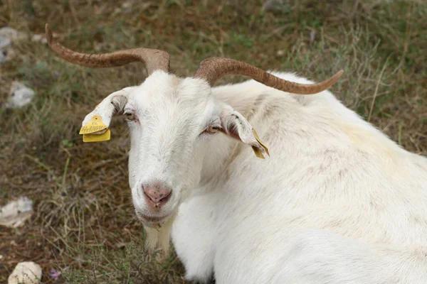 Kri Kri Wild White Goat — Stock Photo, Image