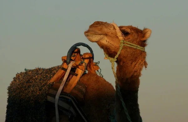 Camels in the desert, camels caravan, Sahara, Tunisia