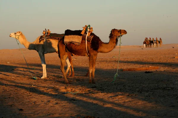 Kameler Öknen Kamelkaravan Sahara Tunisien — Stockfoto